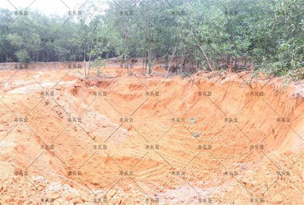 越南私伐林地出售土地现象严峻